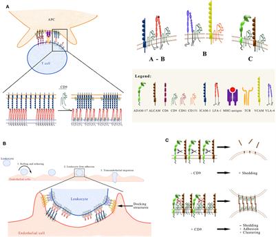 Tetraspanin CD9: A Key Regulator of Cell Adhesion in the Immune System